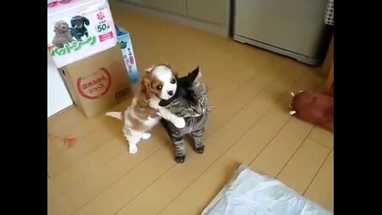 Куче тормози търпелива котка! Смях!