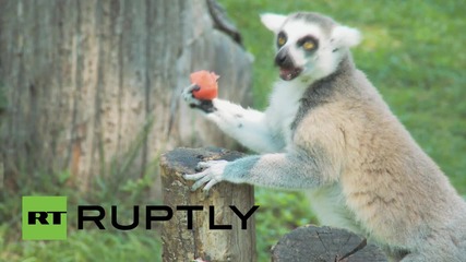 Животните в зоологическата градина в Рим разпускат в жегите с дини и сладолед