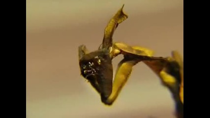 Ghost Mantis Female - Phyllocrania Paradoxa Close Up