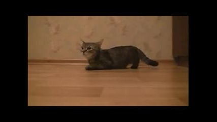 Котка състезател
