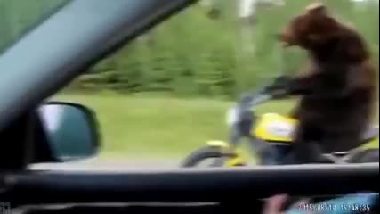 Мечка на мотор. Много смях!
