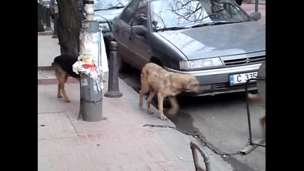 Срам! Глутница от 7 кучета в центъра на София! 