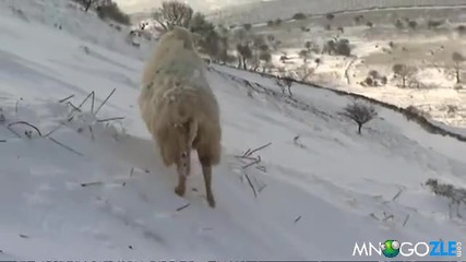 Спасяването на овца в снега, горкото животно !