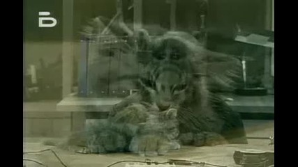 Alf - My Funny Video