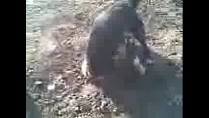 Vezir