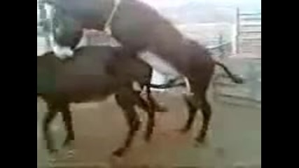 Marko ne Izdarja