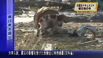 Японско куче не иска да си тръгне без другарчето си !!много е тъжно 