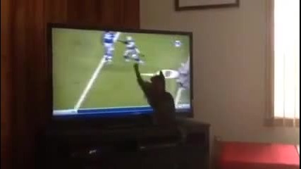 Смях ... Коте се опитва да прихване пас от телевизора !!!