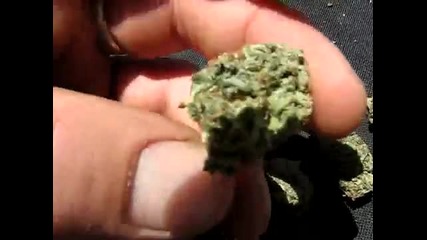 O.g. Kush~the Worlds Best Strain Of Hybrid Marijuana~gnarly! 