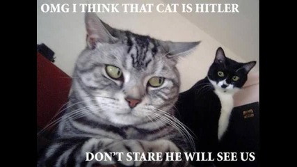 Най - смешните котки на света!