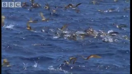 Shearwater Attack! - Blue Planet - Bbc wildlife 