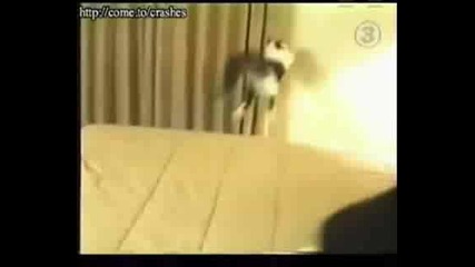 Funny Animals
