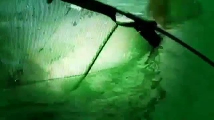 Комби риг монтаж за риболов на шарани