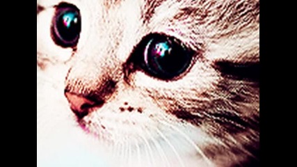 котета
