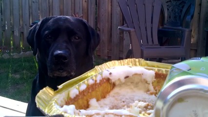 Dog Wants Cake-the most beautiful lab u will ever see
