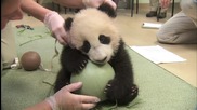 Сладка панда си играе с топка
