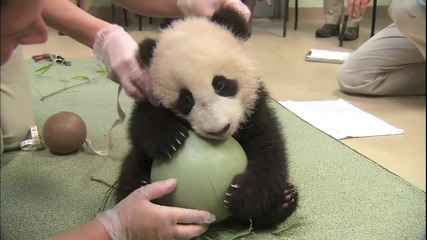 Сладка панда си играе с топка