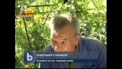 Баба Отглежда Канабис !