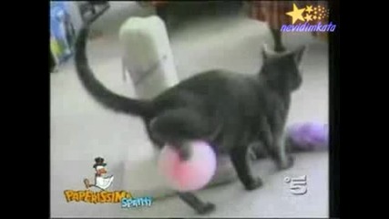 Компилация - Смешни Котки!