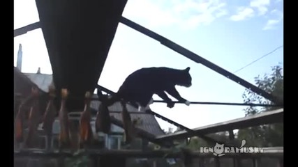 Котка се опитва да краде риба