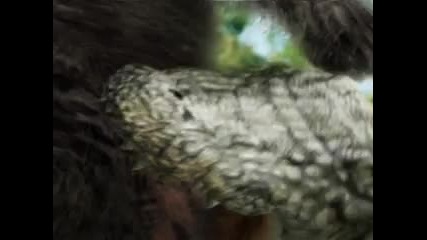 Alligator vs. Black Bear 