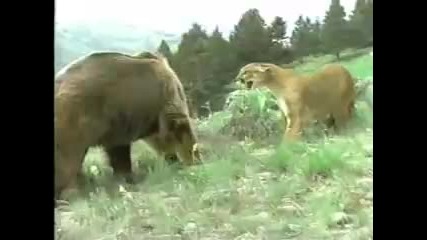 Mother Cougar vs Grizzly Bear 