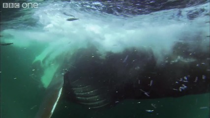 Bait Ball Feast - Nature s Great Events The Great Feast 
