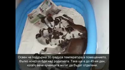 Майка героиня! Гертруд роди 17 кученца