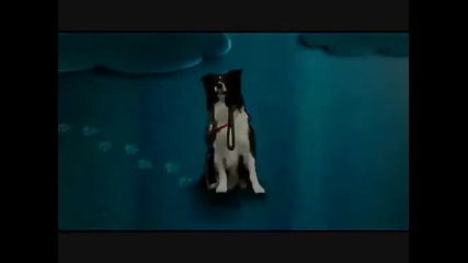 Perro Amor - (от 1 до 4 промо) 