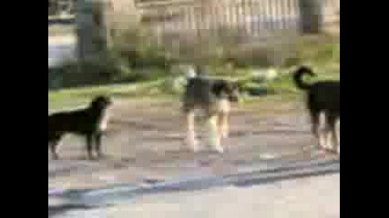 Getoto-tancuva6tiat s vulci:)