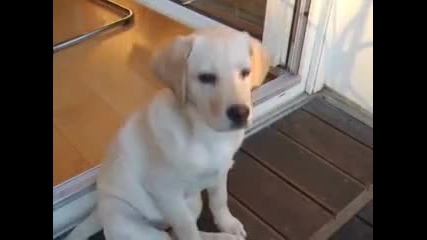 Golden Labrador - Retriever
