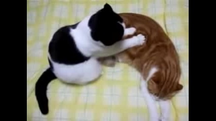 Котешки Масаж 
