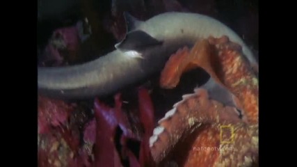 Octopus Kills Shark [www.keepvid.com]