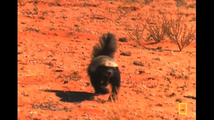 Amazing Video - The Worlds Most Fearless Mammal