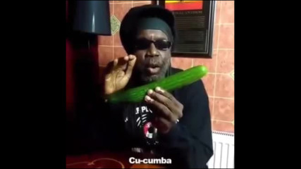 Jamaica cucumba