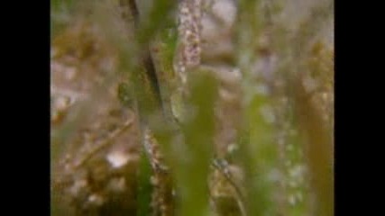 Moochers of the Caribbean - - National Geographic.flv