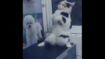 Котешка гимнастика