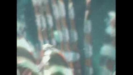 Lionfish - - National Geographic.flv