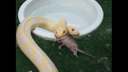 Amazing 2 Head Snake 