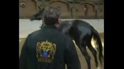 Дресировка на коне # 2 -Невзоров