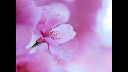 March - A Piece Of Heaven ( Sakura)