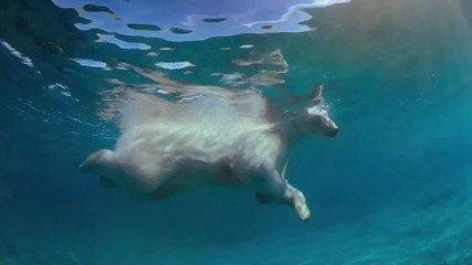 To the Arctic (2012) - Life Under Water featurette