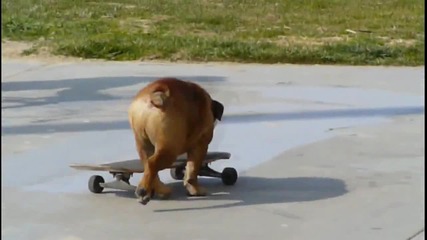 Куче кара скейтборд Невероятно !!!!