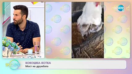 Трогателна история - Майка тигрица преодолява загубата на малките си, отглеждайки прасенца