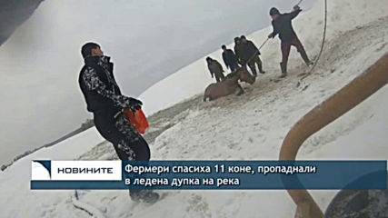 Спасиха 11 коне, пропаднали в ледена дупка на река