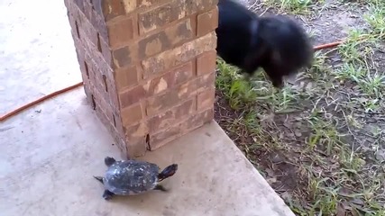 Коте се бъзика с костенурка : Хвани ме, ако можеш !