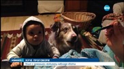 Куче казва „мама” в очакване на лакомства