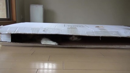 Котето Мару и Кутията..