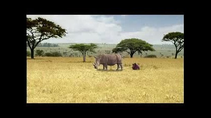 Safari - Kilroy Travels