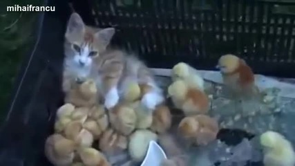 Котки които приемат малки пиленца - Компилация